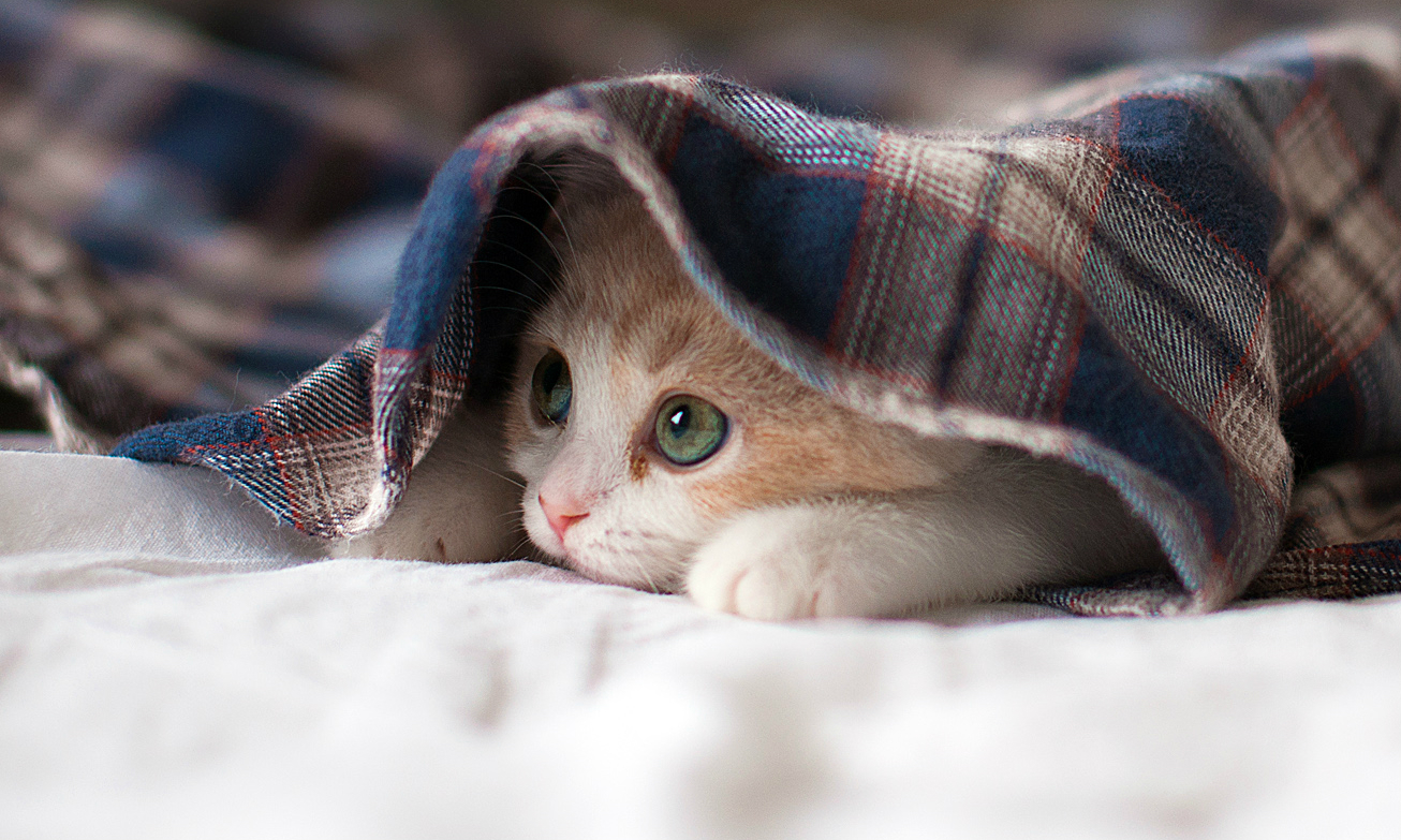 Quick Facts About Cats