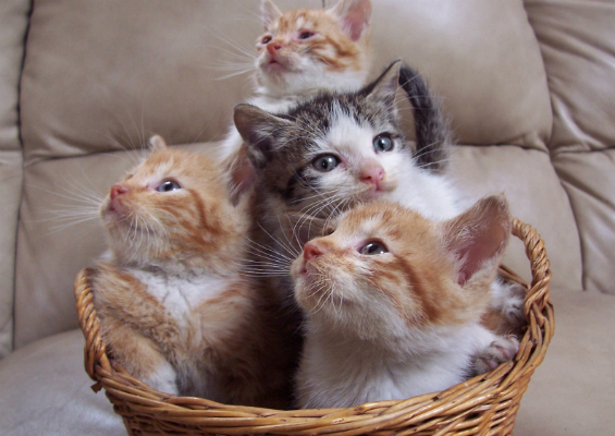 Everything You Didn’t Realize You Wanted to Know About GIF Images