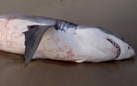 A great white shark killed itself by choking on a sea lion