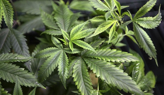 Recent poll shows most DC voters want to legalize marijuana