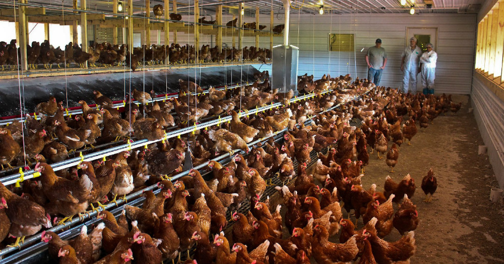 Egg-rationing starts as avian flu spreads across America and the world