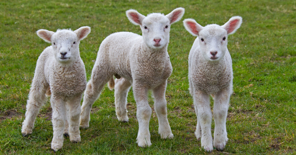 French get genetically modified ‘jellyfish lamb’ meat served to them