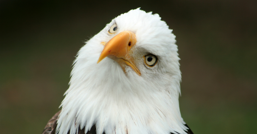 Bald Eagle being replaced?