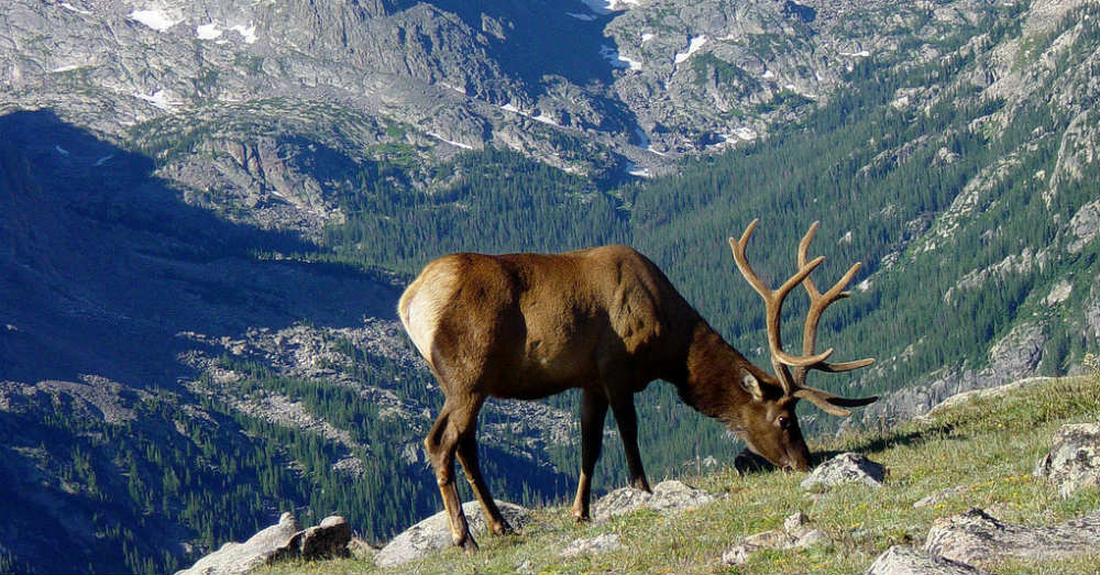 Wildlife of the Rocky Mountains | Buzzitt