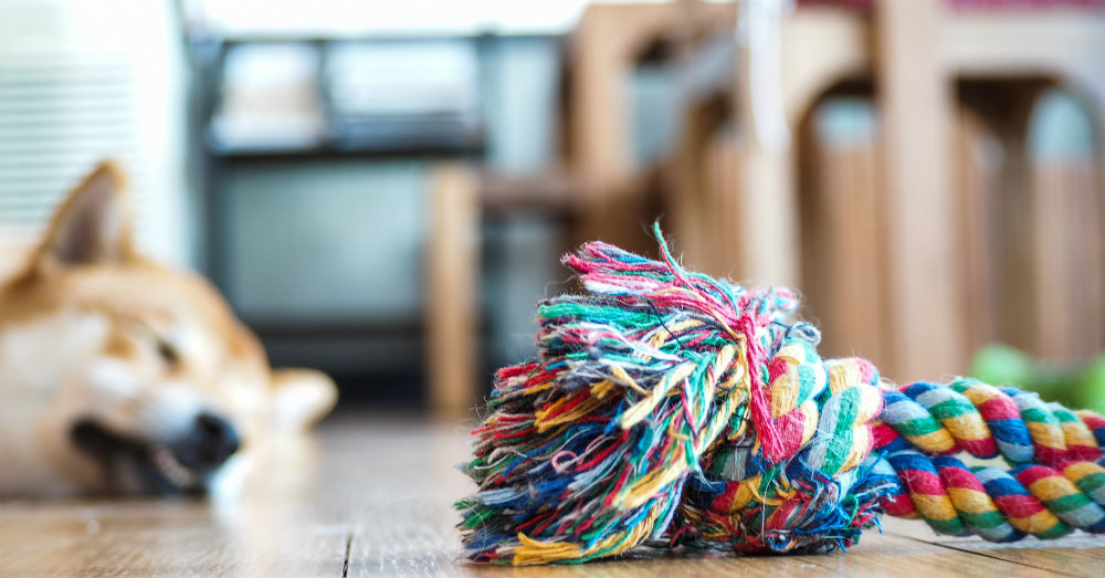 Most Indestructible Dog Toys Buzzitt