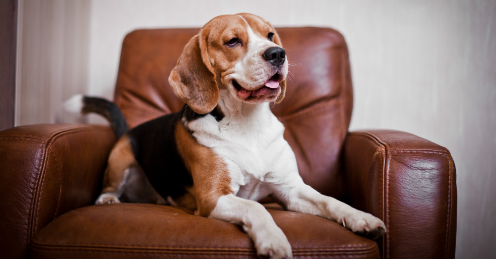 Best Dog Breeds For Apartment Living | Buzzitt