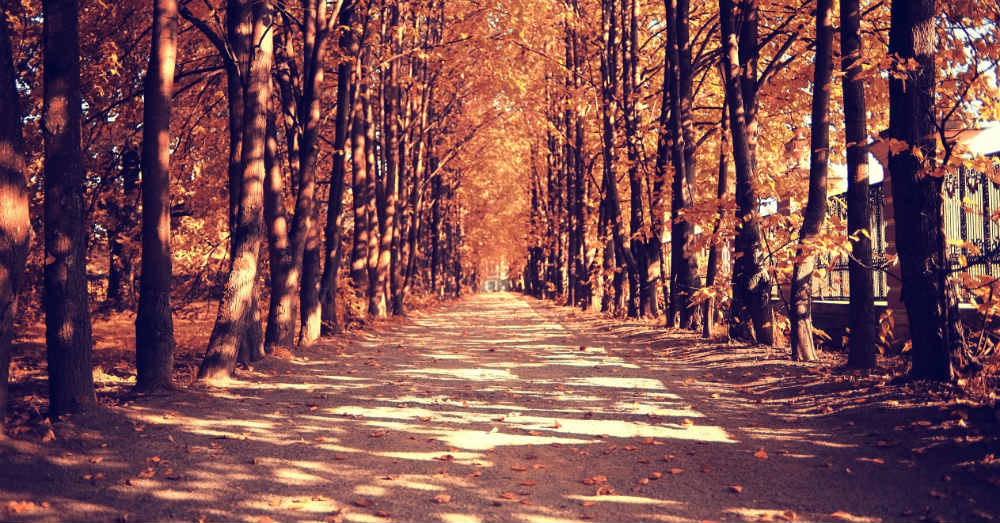 Best Foliage Trips for Fall