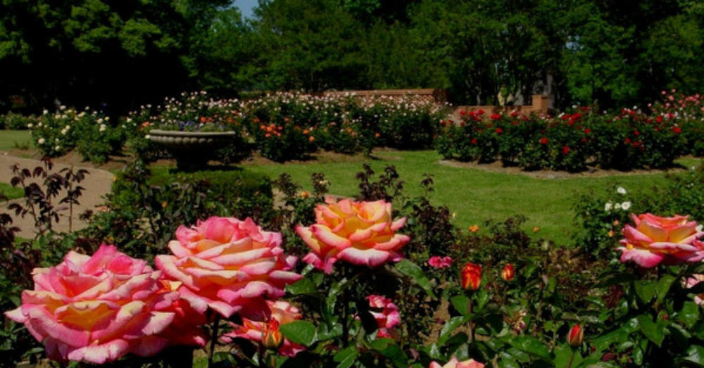 Tyler Rose Garden