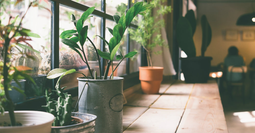 The Healthiest Plants for Your Home