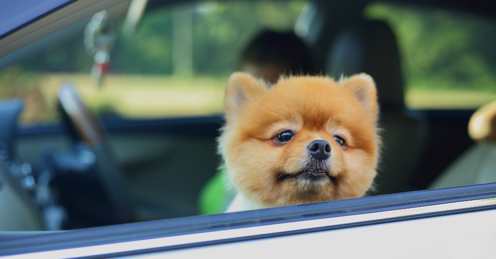 Keeping Your Car Clean When You Have a Pet