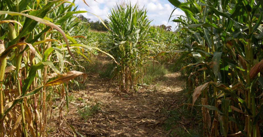The History of the Corn Maze