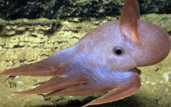 Four Strange Ocean Animals