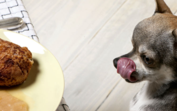 Remembering Your Pets During the Holidays