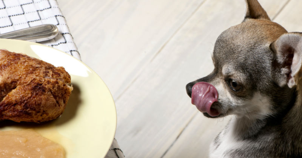 Remembering Your Pets During the Holidays