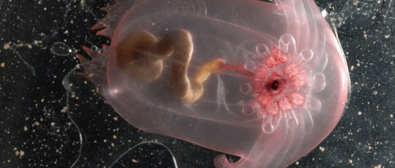 pink see-through fantasia