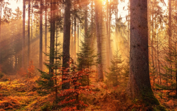 Things that Should Be On Your Fall Bucket List?