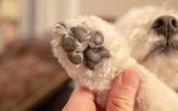 Why do Dogs’ Paws Smell Like Fritos? A Simple Reason.