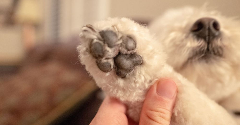 Why do Dogs’ Paws Smell Like Fritos? A Simple Reason. Buzzitt