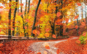 The Best Places to Enjoy the Fall Foliage in the US