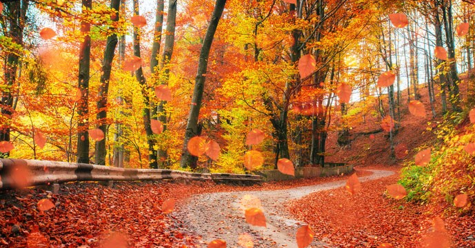The Best Places to Enjoy the Fall Foliage in the US