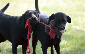 Where Did You Learn That? Is Your Dog Copying Your Habits?