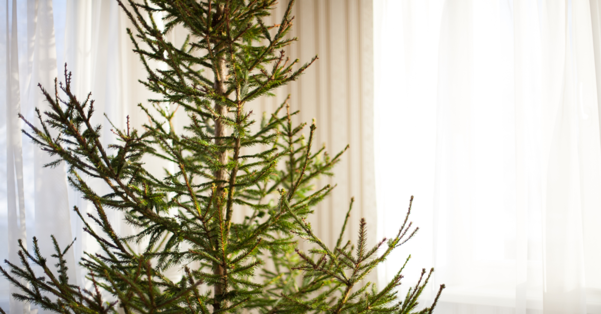 Christmas Trees Take on a New Life After the Holidays