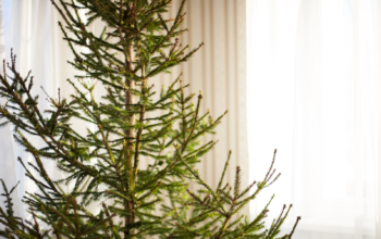 Christmas Trees Take on a New Life After the Holidays