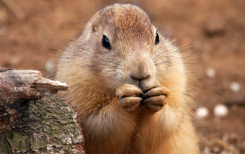 The History and Fun of Groundhog Day in America