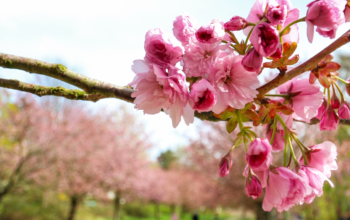 Are You Ready to Celebrate Spring Around Your Home?