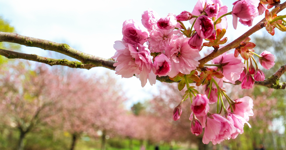 Are You Ready to Celebrate Spring Around Your Home?