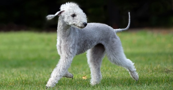 Bedlington Terrier