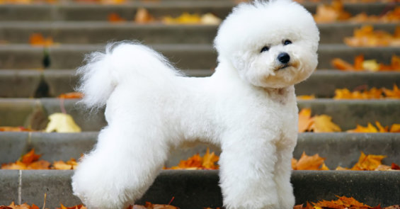 Bichon Frise