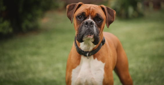 Boxer