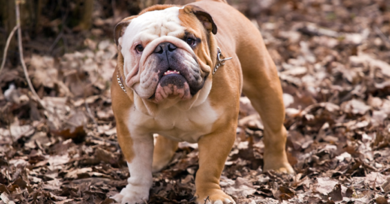 Bulldog