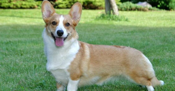 Cardigan Welsh Corgis