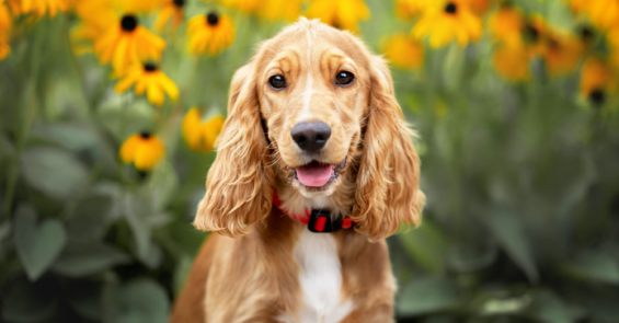 Cocker Spaniel