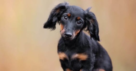 Dachshund