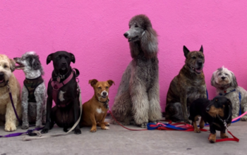 Easy-Going Dog Breeds For New Owners