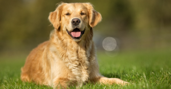Golden Retriever