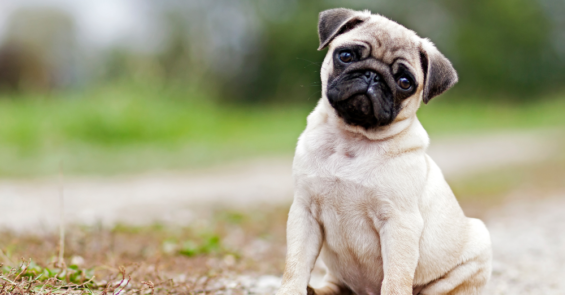 Pug