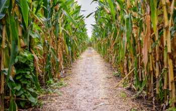 5 Bizarre Corn-Related Tourist Attractions