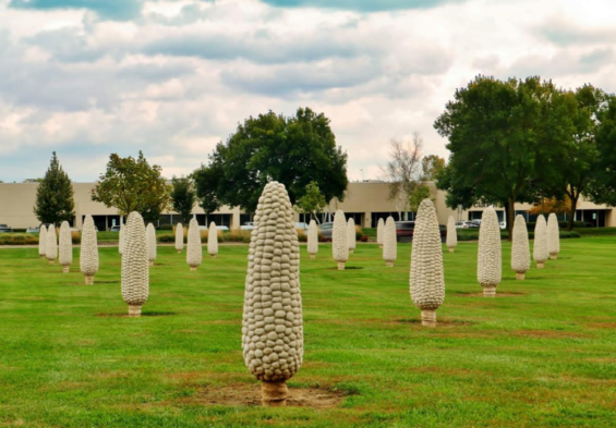 Field of Corn