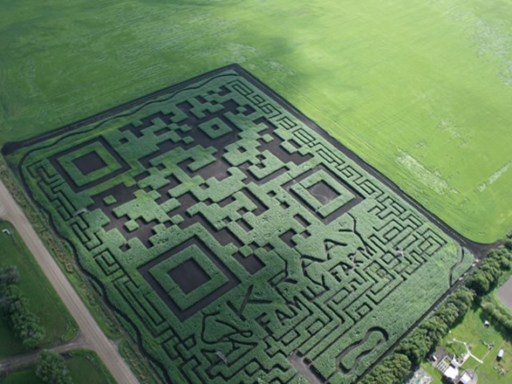 Kraay Family Farms Corn Maze
