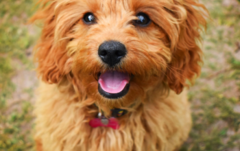 Why the Cavapoo May be the Perfect Dog For You