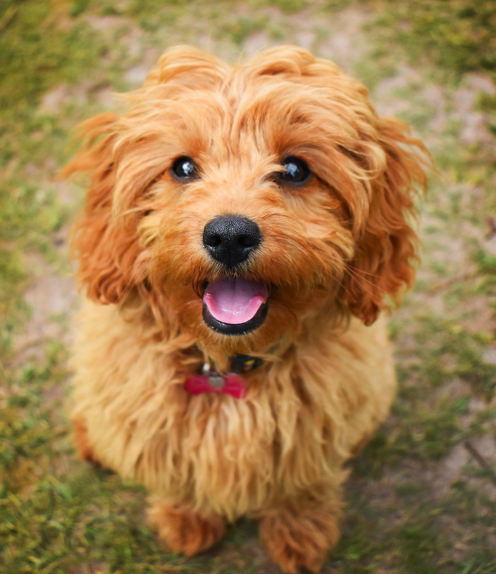 Why the Cavapoo May be the Perfect Dog For You
