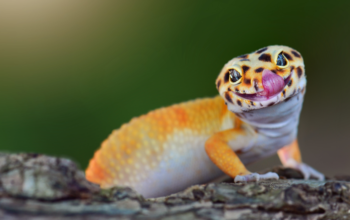 The Science Behind Geckos Sticky Feet