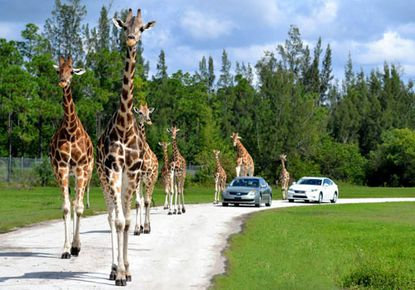 Safari in Jacksonville