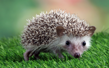 Top 10 Apartment-Friendly Pets