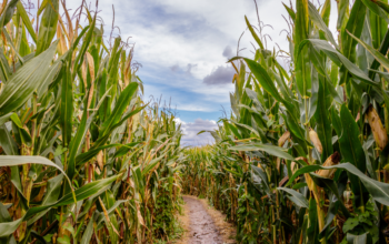 5 Extreme Corn Mazes in The United States