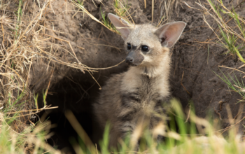 10 Animals You’ve Never Heard Of